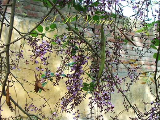  Inflorescences and Legumes